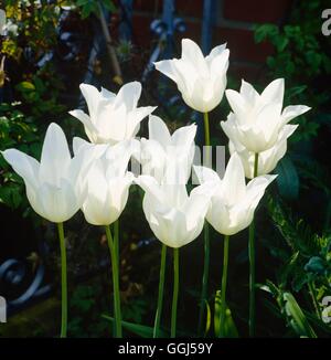 Tulipa - `White Triumphator' AGM (Lily-flowered)   BUL060194 Stock Photo